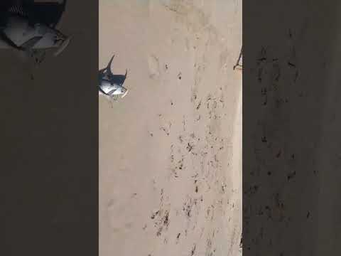 pesca de mono en playa chacaya mejillones #pesca#mejillones #antofagasta #mono