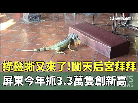 綠鬣蜥又來了！　闖天后宮拜拜　　屏東今年抓3.3萬隻創新高