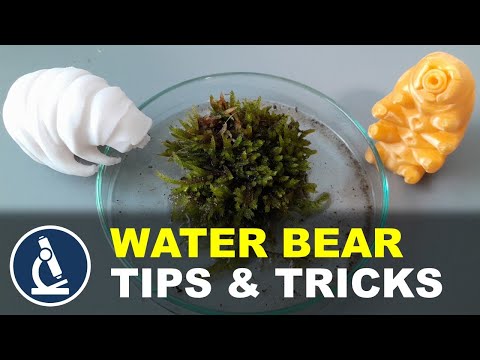How and where to find WATER BEARS (Tardigrades)