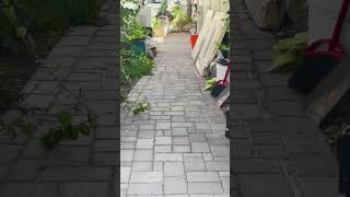 Video preview image #1 Beagle-Unknown Mix Puppy For Sale in Chandler, AZ, USA