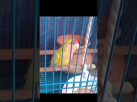Dol Dol #uiamma #lovebirds