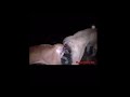 Dog Mating Dog Breeding Dog Sex