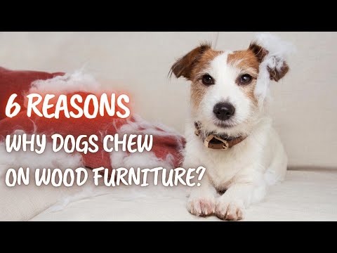 6 Reasons Why Do Dogs Chew On Wood Furniture