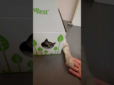 Misha im Häuschen 😂😂😂05/24  #cat #katzen