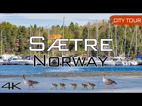 Greylag Goose in Oslofjord - Sætre City Tour, 4k