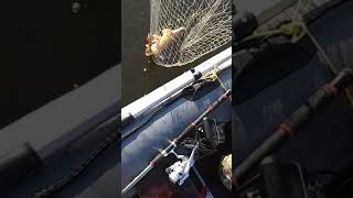Рыбалка в ст. пластуновской краснодарского края