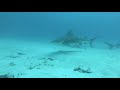 Yucatek - Tauchen mit Bullsharks