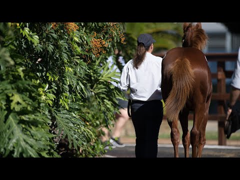 2019 Gold Coast National Weanling Sale - Day 3