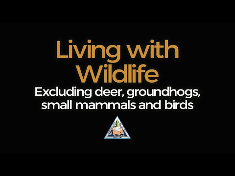 Deer Control | Missouri Department of Conservation