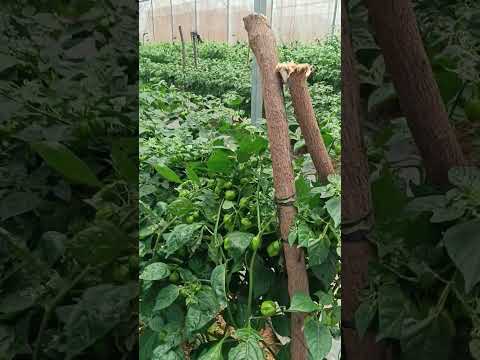 , title : 'Greenhouse habanero peppers almost ready for harvest #ghana #africa #farming #viral #fyp'