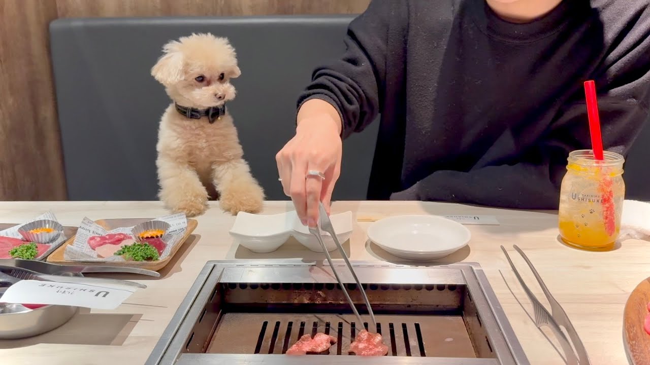 独身男が愛犬の誕生日に全力を尽くす1日【トイプードル】