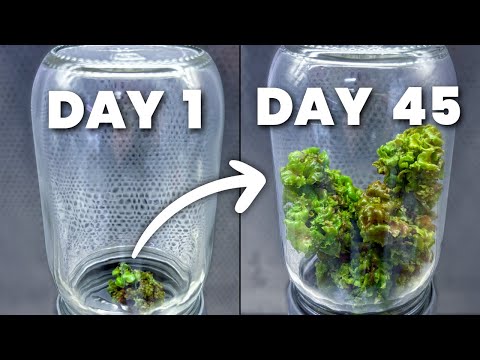 I Grew $70,000 Worth of Plants in 90 Days (Here's How!)