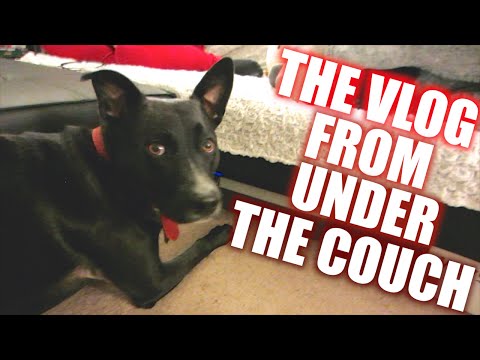 THE VLOG FROM UNDER THE COUCH