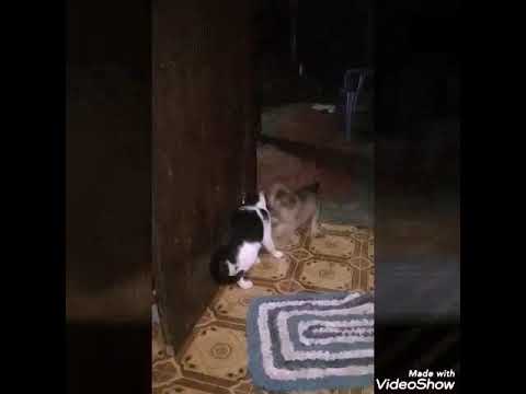 Lakshitha Shehan lakshitha