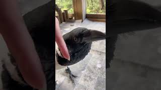 Can You Pet A Crow?