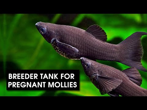 Pregnant pond cheap fish