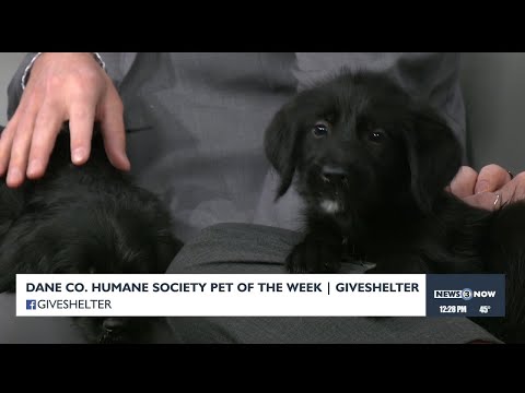 Pet of the Week: Fig and Salem - YouTube
