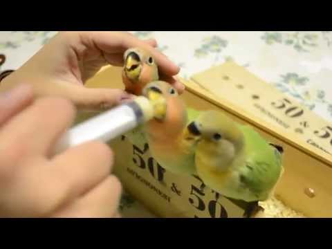 Anime su somiglianza di un parassita Se ci può essere una diarrea da targhe da vermi