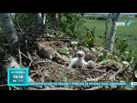 Populacija orla krstaša na severu Banata bogatija za tri ptice