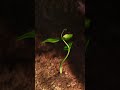 WALL E S Amazing Discovery WALL E Disney Kids