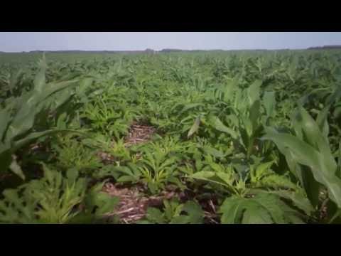 Armezon® PRO herbicide versus Giant Ragweed (Timelapse)