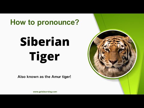 How to pronounce Siberian Tiger in English correctly
