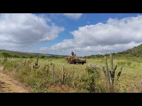 Pessoal Trabalhando Região de Casserengue PB Curimataú Paraibano 29/7/26 