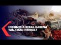 Tanaman Herbal Jadi Solusi Cegah Efek Virus Corona, Benarkah Itu Alasan Orang Indonesia Kebal? Tanaman Herbal Jadi Solusi Cegah Efek Virus Corona, Benarkah Itu Alasan Orang Indonesia Kebal?