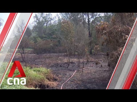 Vegetation Fire