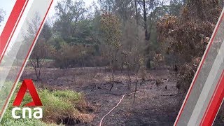 Vegetation fires surged by 56% in the first half of 2019: SCDF