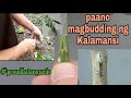BUDDING Paano Magbudding Ng Kalamansi T BUDDING