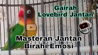 Download lagu Gairah Lovebird Jantan Proses Jebol Birahi Emosi Akan Muncul Menjadi Suara Kering Minor mp3