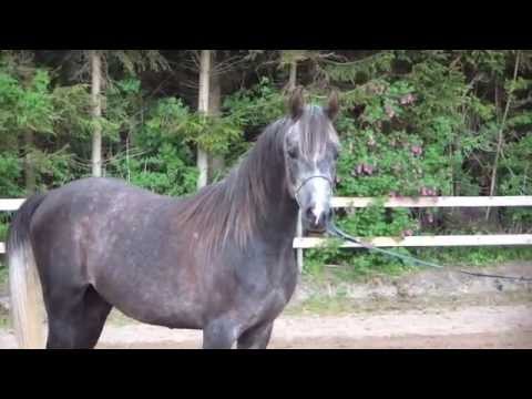 Elandro by Ajman Moniscione