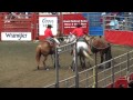 Grand National Rodeo Cruelty - Bucking Horse wont leave arena