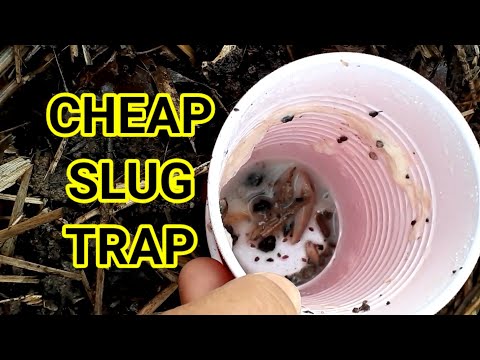Making a cheap slug trap from yeast