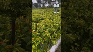 Download lagu Biarkan video yang berbicara #benihcabai #caberawit #pertanian #petanicabai Abayomi mp3 Download lagu Biarkan video yang berbicara #benihcabai #caberawit #pertanian #petanicabai Abayomi mp3