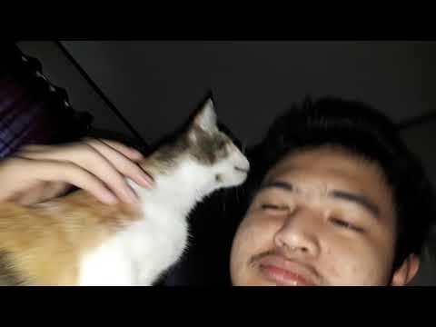 Blind Cat Licking My Face