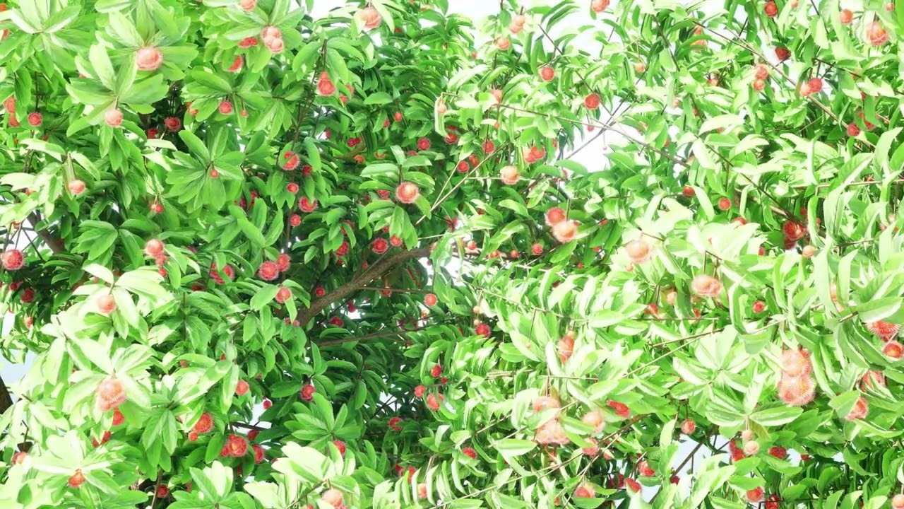 Rambutan Hairy Lychee Tree 3D Model