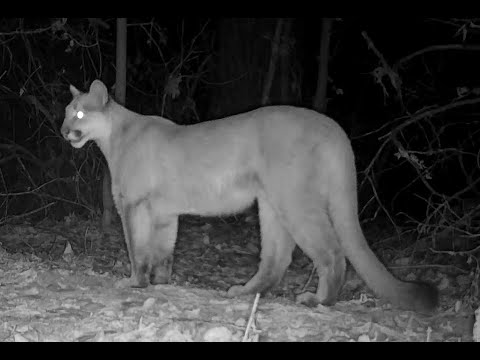 Nebraska mountain lions cougars pumas mother chirping 11 25 22 1108pm
