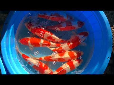 Koi Harvest from Japan 2021 trip Released at our Quarantine Site
