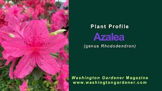 Azalea Plant Profile