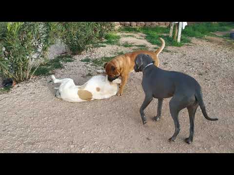 Unser Transmontano "Müsli" spielt mit einem Boerboel, DD und Podengo.