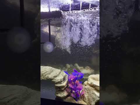 🐢#Red eared slider turtle #aquarium