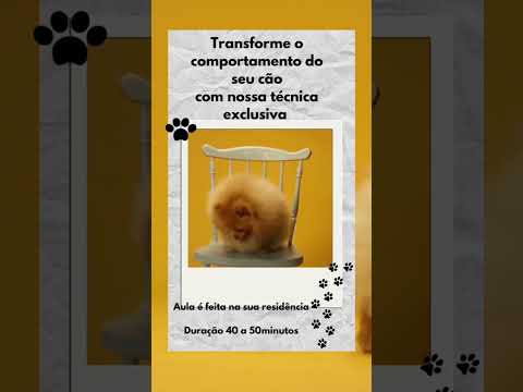 ADESTRADOR DE CÃES NOVA IGUAÇU RJ