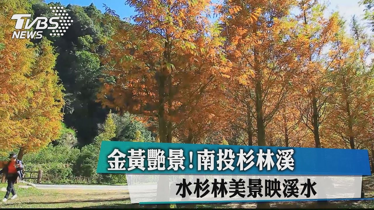 金黃艷景!南投杉林溪 水杉林美景映溪水