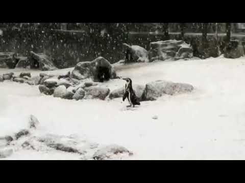 ロンドン動物園の動物たちが冬の味覚を手に入れる (London Zoo's animals get a taste of winter)