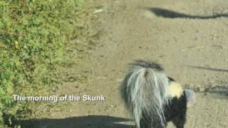 Max Gomez "Black and White" Peanut Butter Jar stuck on a Skunk: