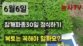 파종후 30일된 참깨 정식 - 이렇게 하면 진딧물 걱정 없이 참깨 키울까요? 복토는 꼭 해야 할까요? 참깨 …