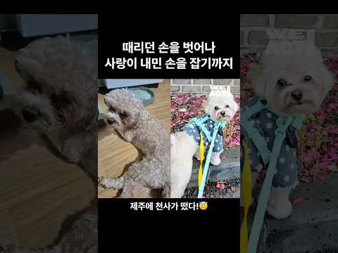 폭행 당하던 개가 가족 품에 안기기까지 | 동물구조단체 #WEACT