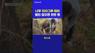 나무 100그루 테러 범인 잡으면 천만 원 채널A #shorts #DLAB #ashorts